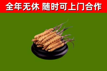 绥芬河市回收散虫草